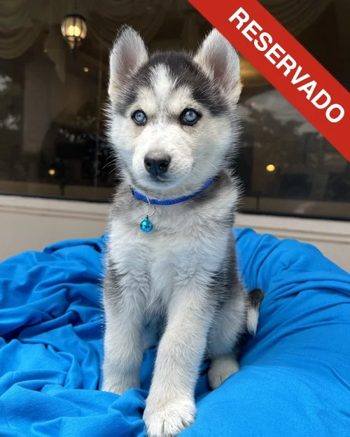 husky_5629