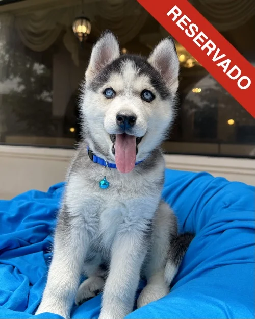husky_5641