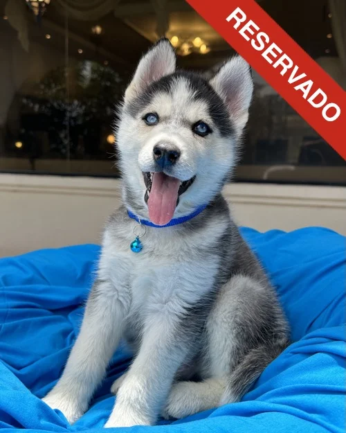 husky_5656