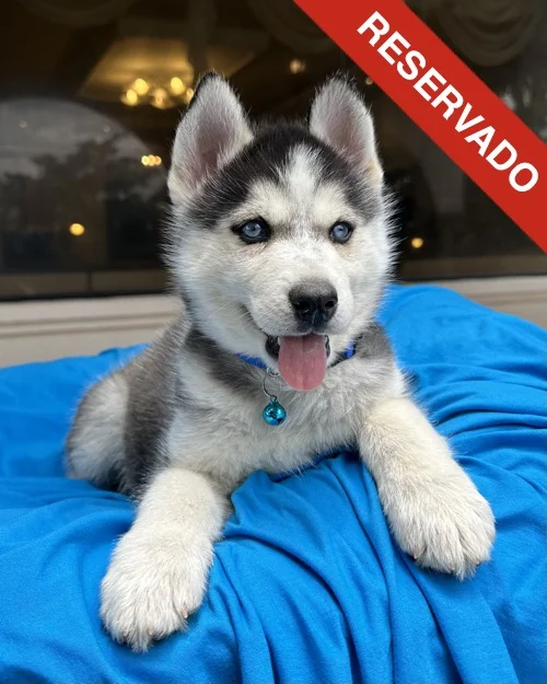 husky_5665