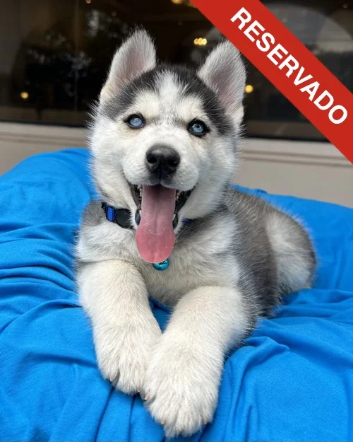 husky_5673
