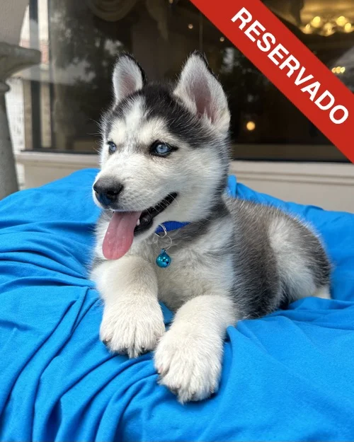 husky_5678