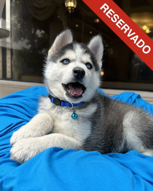 husky_5682