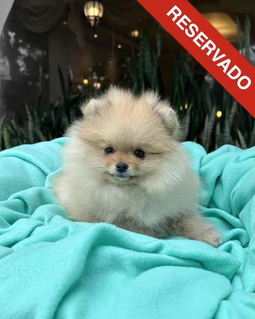 pomerania_7020