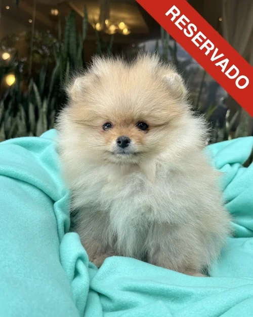 pomerania_7040