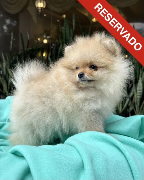 pomerania_7048