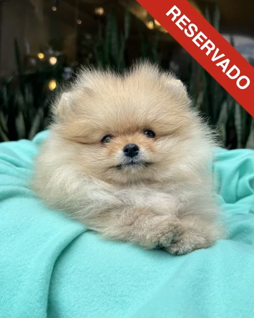 pomerania_7060