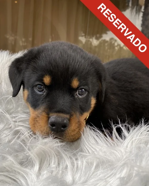 rottweiler_4556