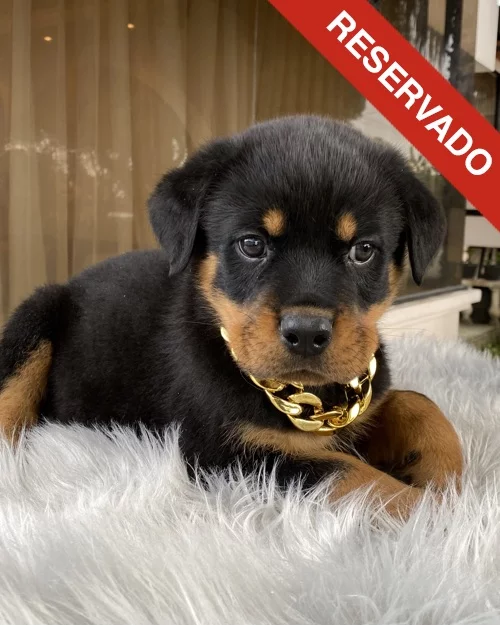 rottweiler_4560