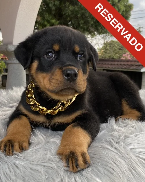 rottweiler_4573