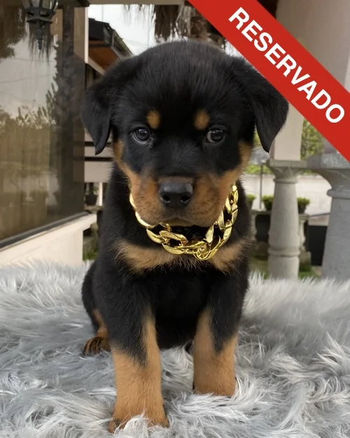 rottweiler_4577