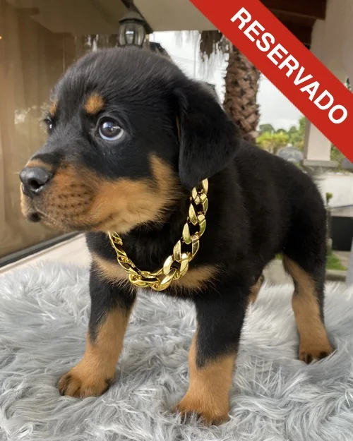 rottweiler_4595