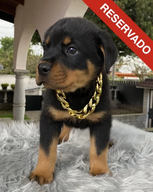 rottweiler_4599