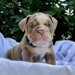 Cachorros de venta en Quito Ecuador