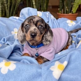 Cachorros de venta en Quito Ecuador