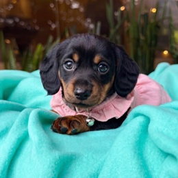 Cachorros de venta en Quito Ecuador