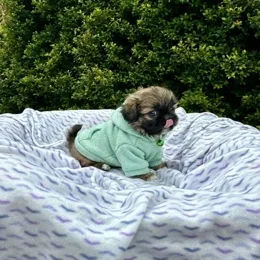 Cachorros de venta en Quito Ecuador