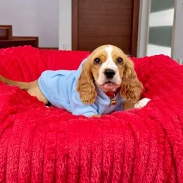 Cachorros de venta en Quito Ecuador