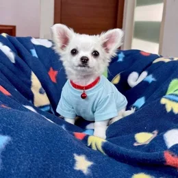 Cachorros de venta en Quito Ecuador