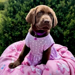 Cachorros de venta en Quito Ecuador