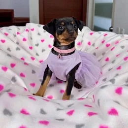 Cachorros de venta en Quito Ecuador