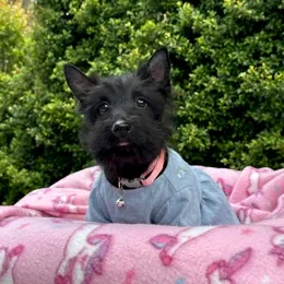 Cachorros de venta en Quito Ecuador