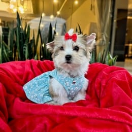 Cachorros de venta en Quito Ecuador