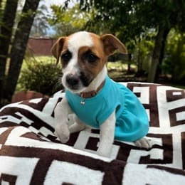 Cachorros de venta en Quito Ecuador