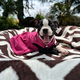 Cachorros de venta en Quito Ecuador
