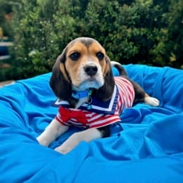 Cachorros de venta en Quito Ecuador