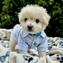 Cachorros de venta en Quito Ecuador