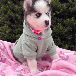 Cachorros de venta en Quito Ecuador