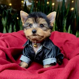 Cachorros de venta en Quito Ecuador