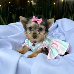 Cachorros de venta en Quito Ecuador