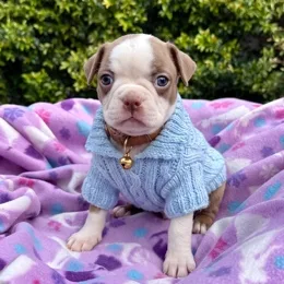 Cachorros de venta en Quito Ecuador