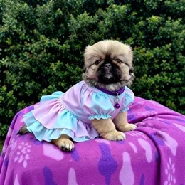 Cachorros de venta en Quito Ecuador