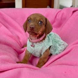 Cachorros de venta en Quito Ecuador
