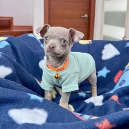 Cachorros de venta en Quito Ecuador