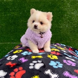 Cachorros de venta en Quito Ecuador