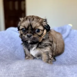 Cachorros de venta en Quito Ecuador