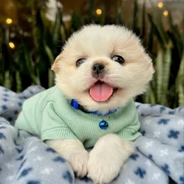 Cachorros de venta en Quito Ecuador