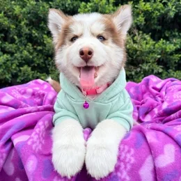 Cachorros de venta en Quito Ecuador