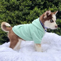Cachorros de venta en Quito Ecuador