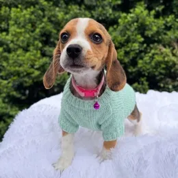 Cachorros de venta en Quito Ecuador