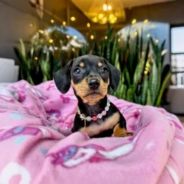 Cachorros de venta en Quito Ecuador