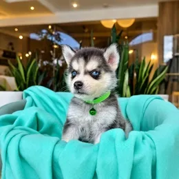 Cachorros de venta en Quito Ecuador