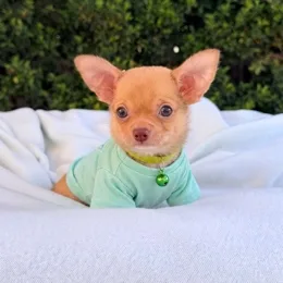 Cachorros de venta en Quito Ecuador