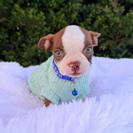 Cachorros de venta en Quito Ecuador