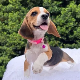 Cachorros de venta en Quito Ecuador