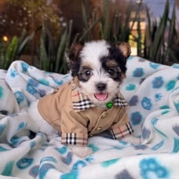 Cachorros de venta en Quito Ecuador